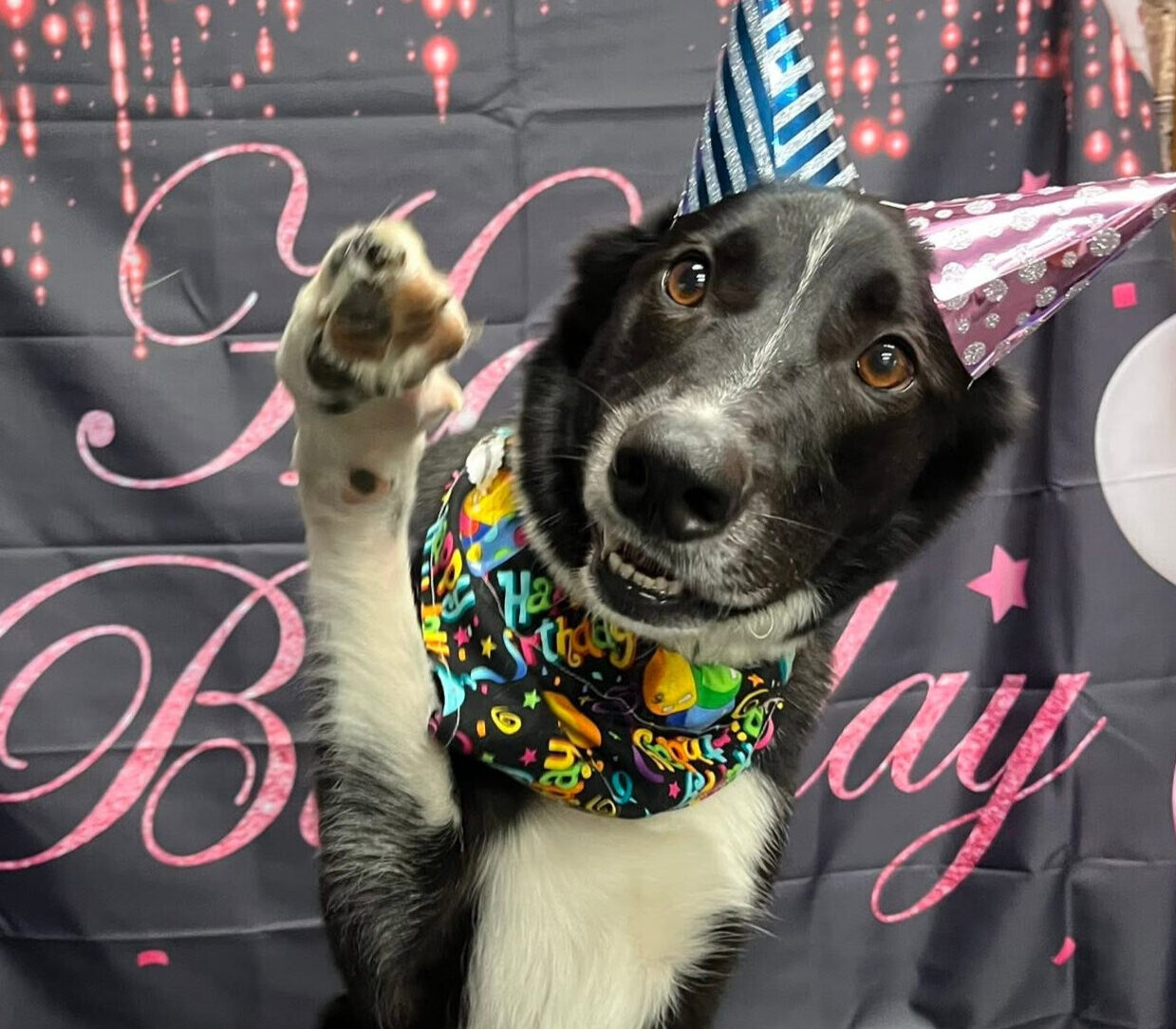 dog with birthday hats