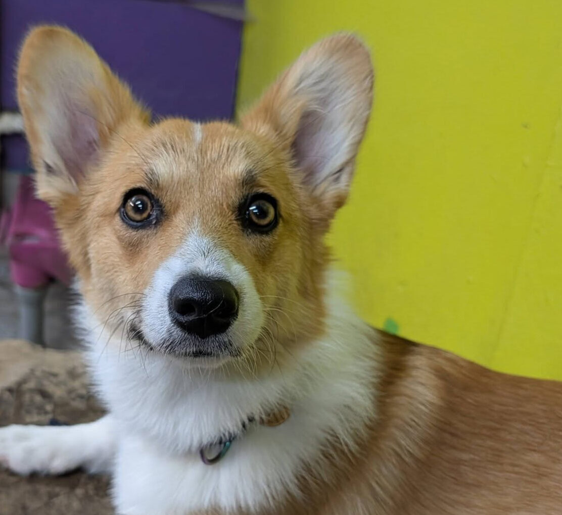 Corgi