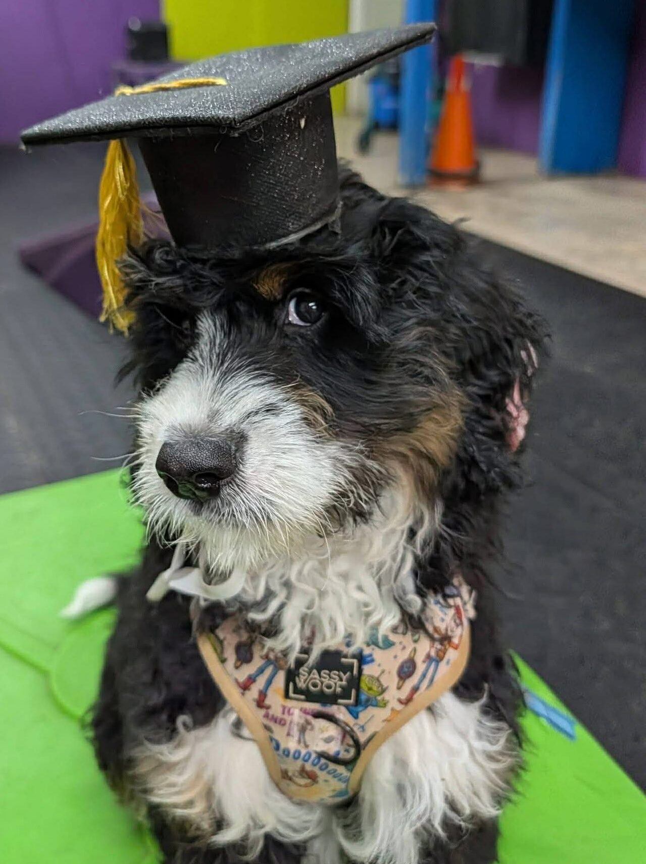 Burmese Mountain Dog with graduation cap