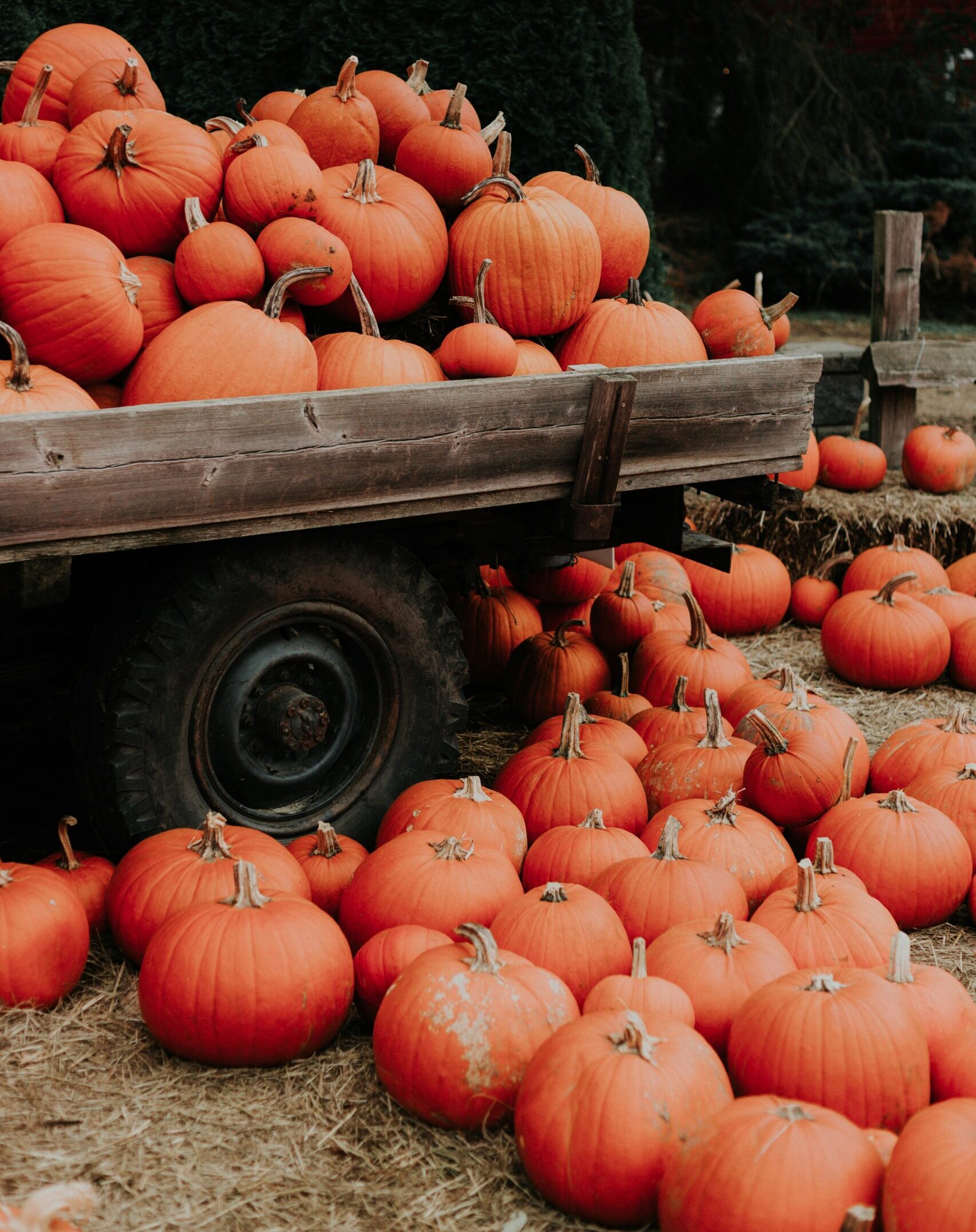 Pile of pumpkins