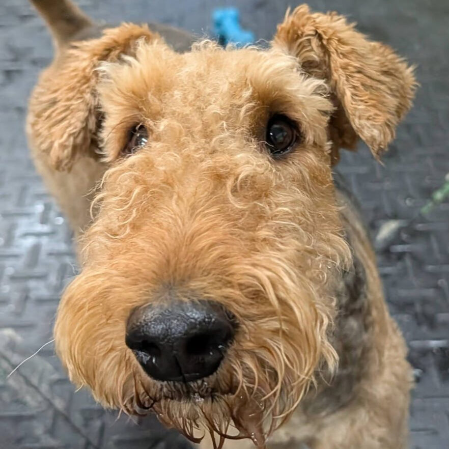 Airedale Terrier