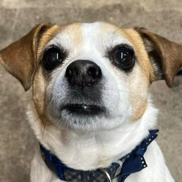 Jack Russell Terrier