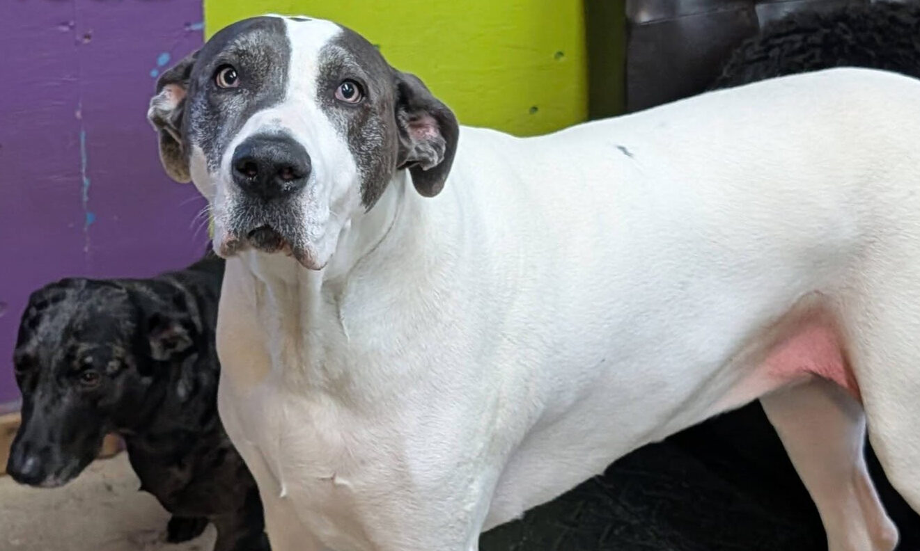 Great Dane