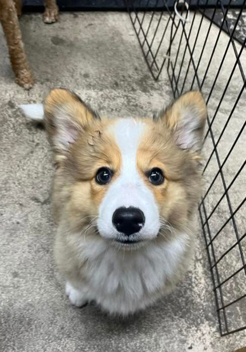Puppy Corgi