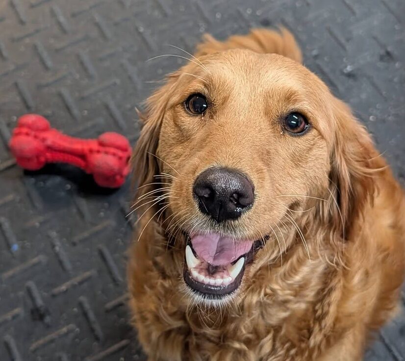 Happy dog with a red bone toy